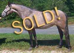 PRE mare for sale